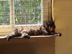 DierenpensionEilers010