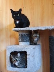 DierenpensionEilers012