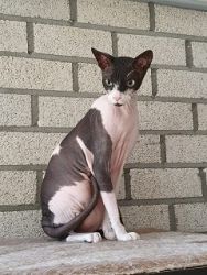 DierenpensionEilers019