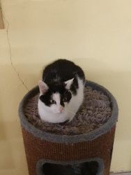 DierenpensionEilers020