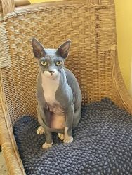 DierenpensionEilers021